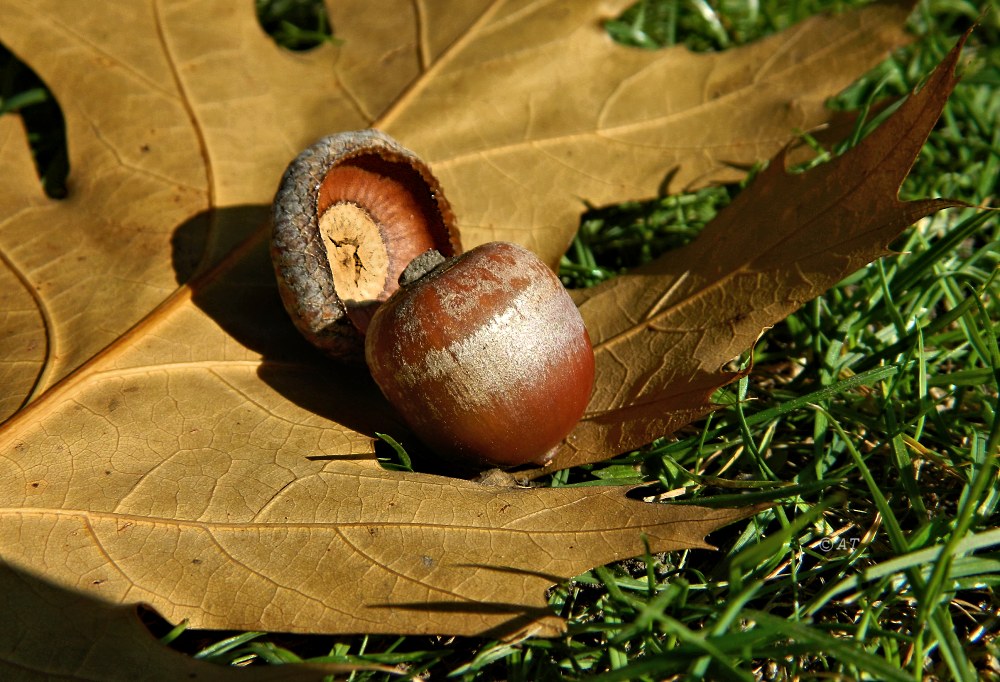 Image of Quercus rubra specimen.