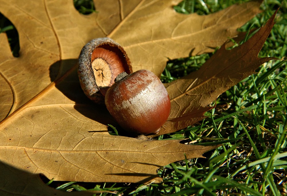 Изображение особи Quercus rubra.