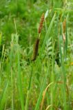 Typha latifolia