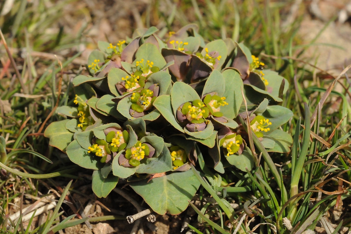 Изображение особи Euphorbia rapulum.