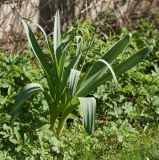 Allium stipitatum. Развивающиеся растения. Московская обл., Раменский р-н, окр. дер. Хрипань, садовый участок. 07.05.2015.