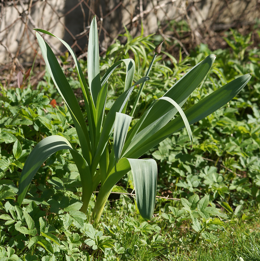 Изображение особи Allium stipitatum.