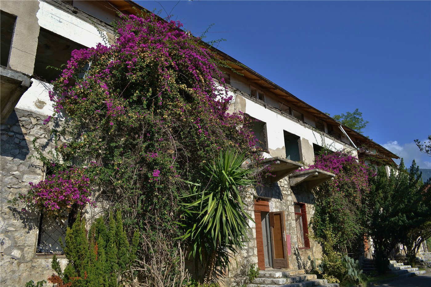 Изображение особи род Bougainvillea.