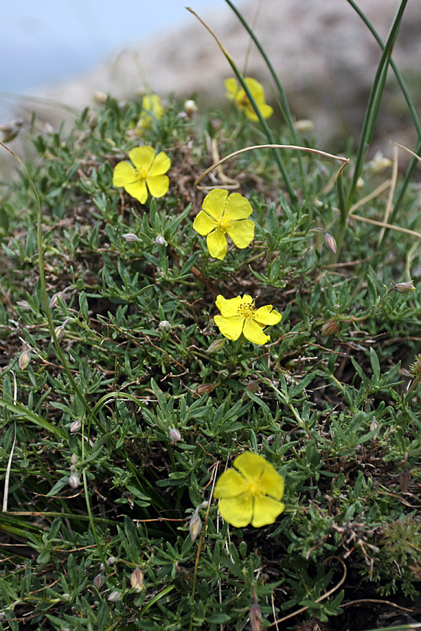 Изображение особи Helianthemum songaricum.