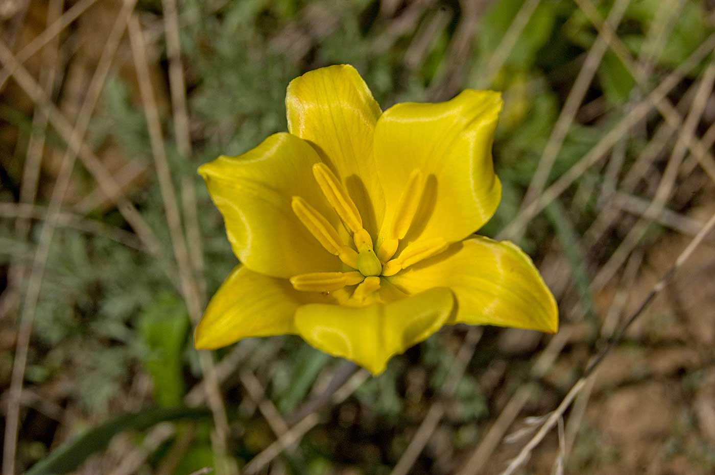 Изображение особи Tulipa tetraphylla.