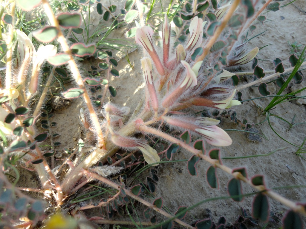 Изображение особи Astragalus rubromarginatus.