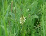 Astragalus inopinatus