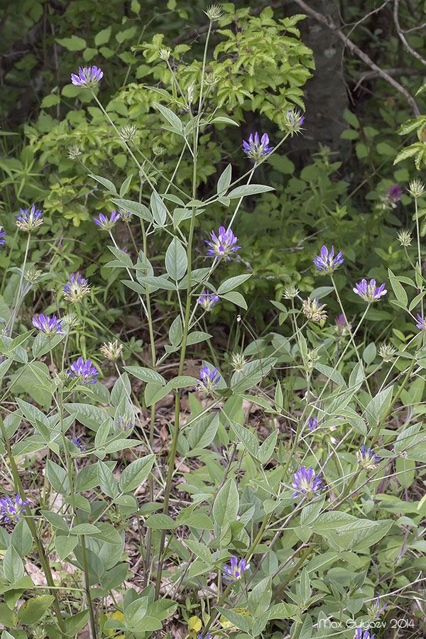 Изображение особи Psoralea bituminosa ssp. pontica.