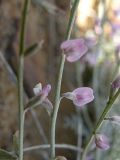 Astragalus tenuifolius