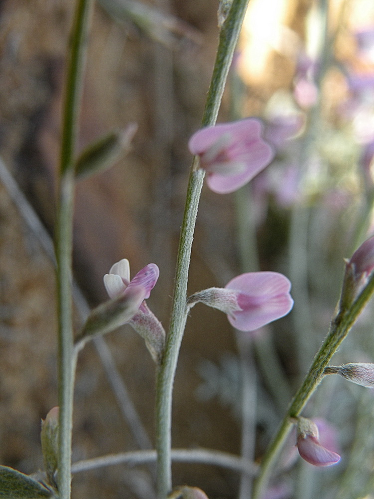 Image of Astragalus tenuifolius specimen.