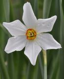 Narcissus poeticus
