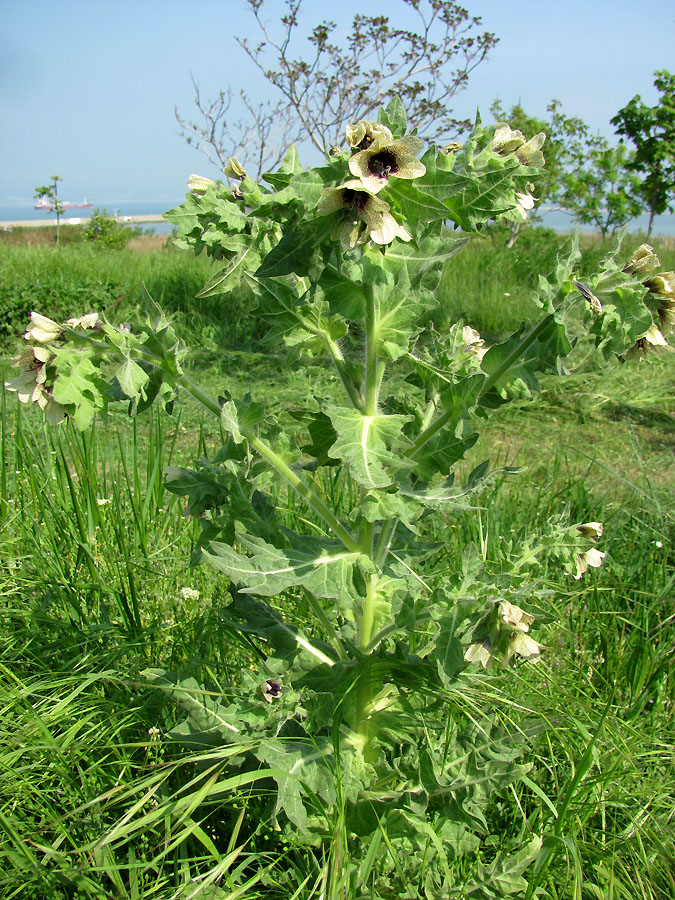 Изображение особи Hyoscyamus niger.