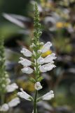 Physostegia virginiana