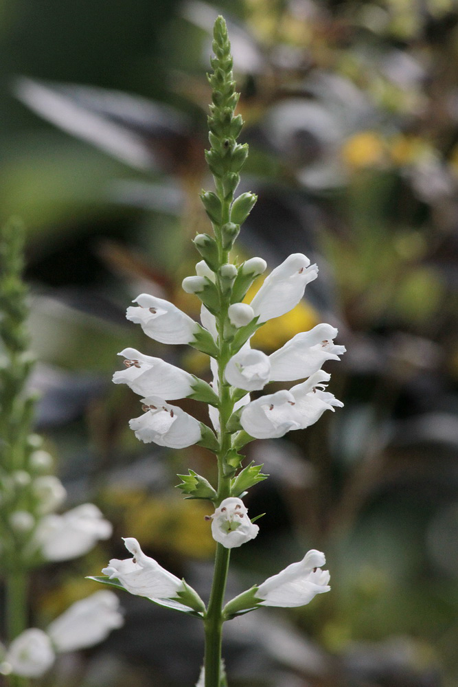 Изображение особи Physostegia virginiana.