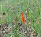 Lilium pumilum