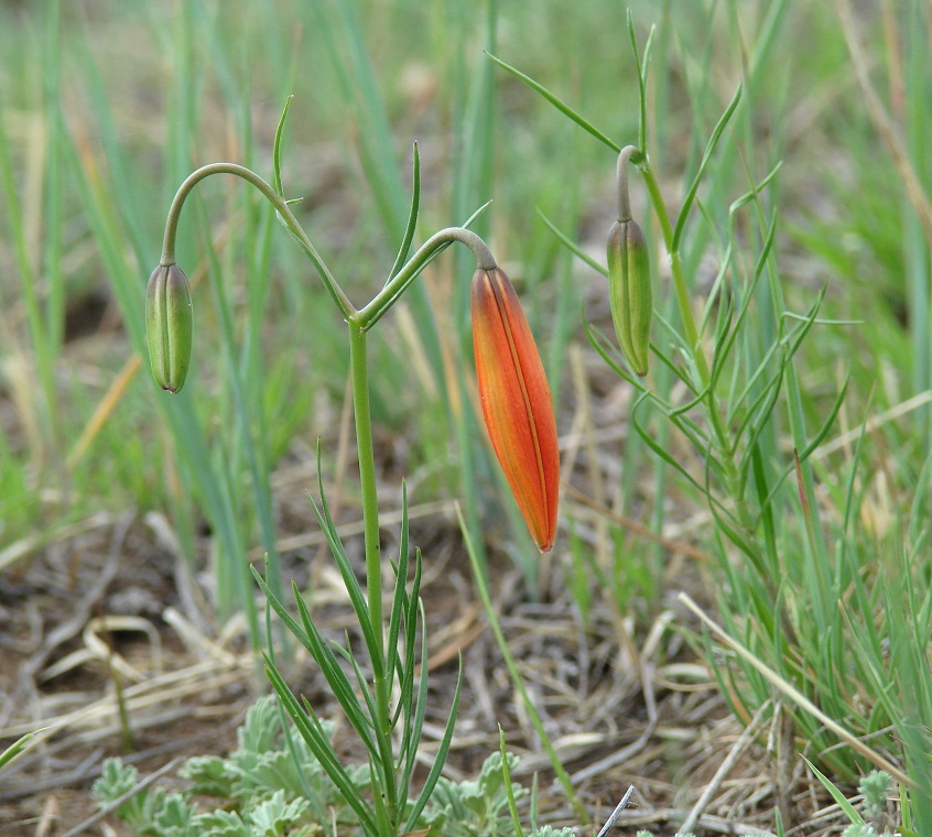 Image of Lilium pumilum specimen.