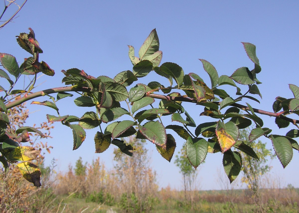 Image of Rosa corymbifera specimen.