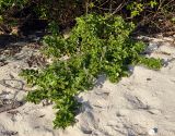 Vitex trifolia. Цветущее растение. Андаманские острова, остров Лонг, песчаный пляж. 06.01.2015.