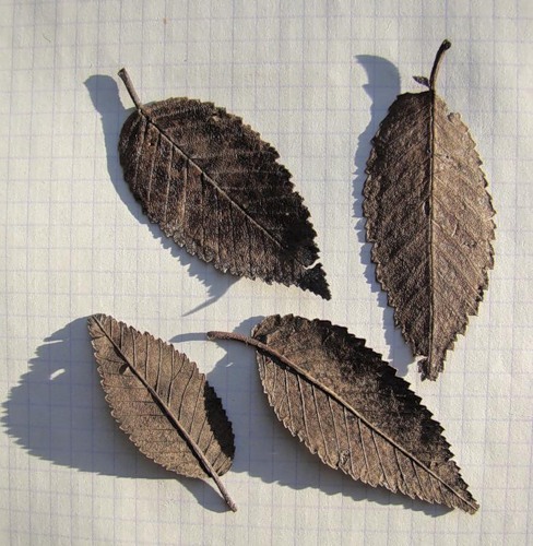Image of Ulmus pumila specimen.
