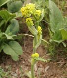 Ferula kelleri