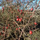 Rosa canina. Плодоносящие побеги. Москва, Кусково, у входа со стороны платформы \"Кусково\", в культуре. 13.03.2015.