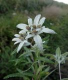 Leontopodium discolor