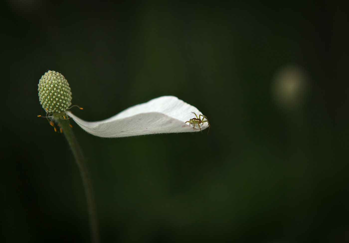 Изображение особи Anemone sylvestris.