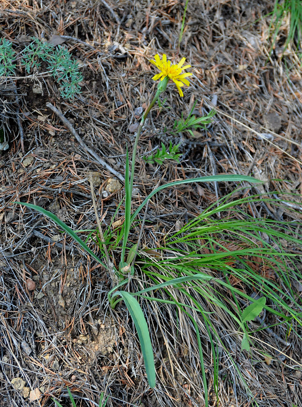 Image of Scorzonera austriaca specimen.