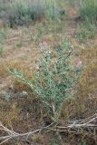 Astragalus macrocladus