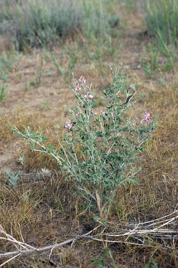 Изображение особи Astragalus macrocladus.