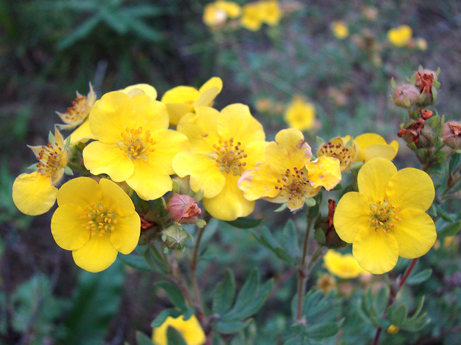 Image of Dasiphora fruticosa specimen.