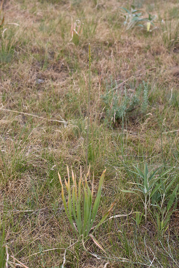 Image of Eremurus tianschanicus specimen.