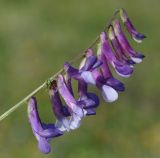 Vicia varia