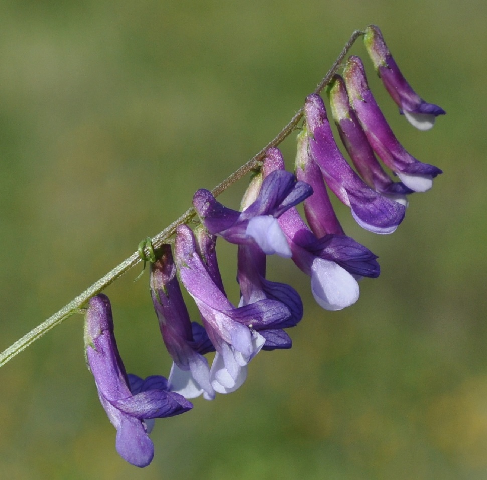 Image of Vicia varia specimen.