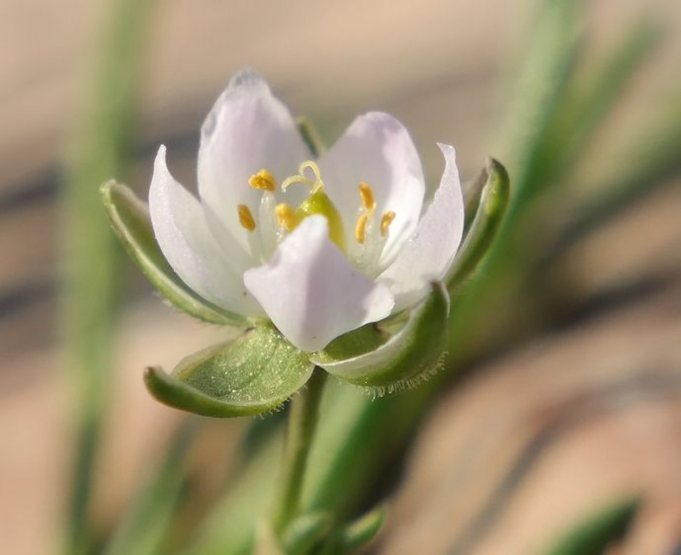 Image of Spergularia media specimen.