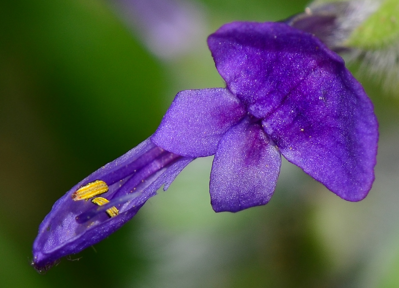 Изображение особи Salvia lanigera.
