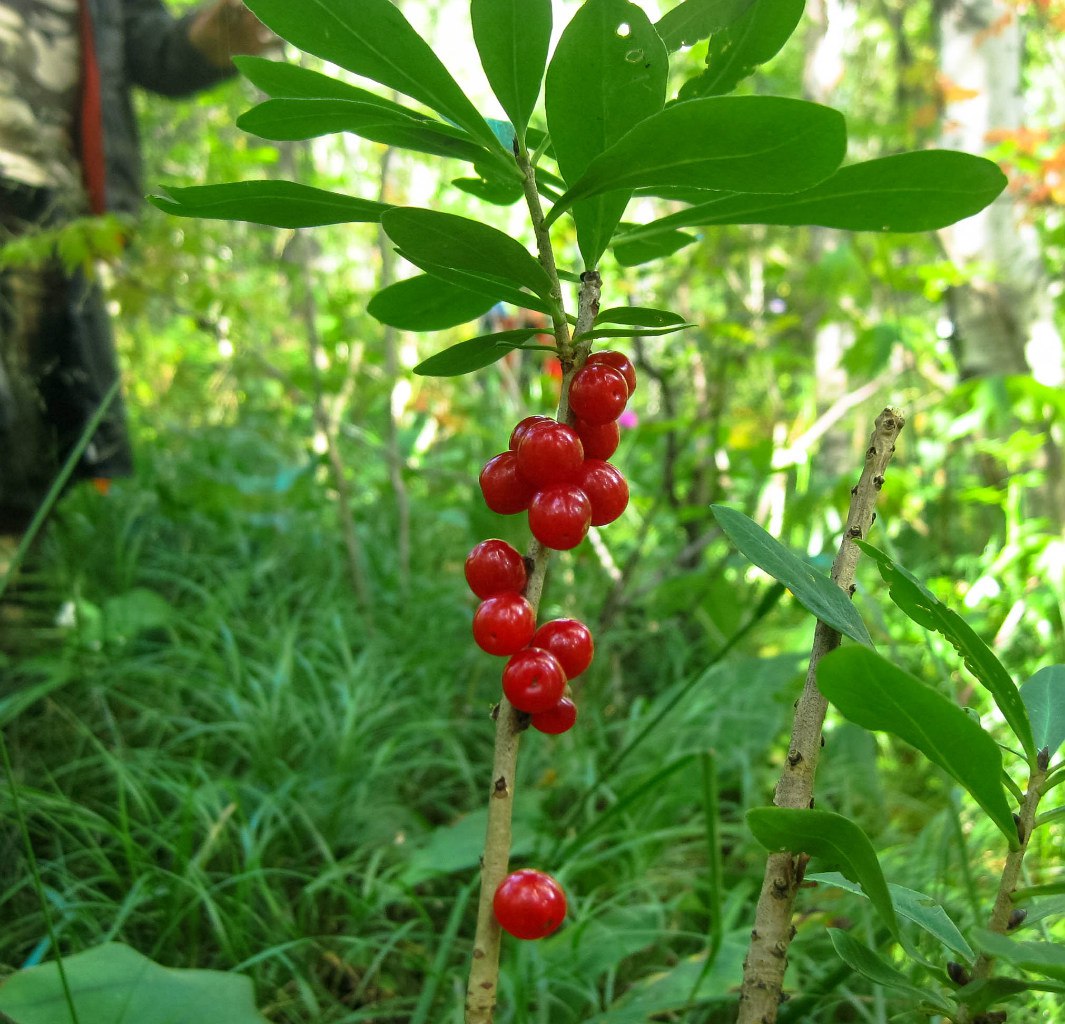 Image of Daphne mezereum specimen.