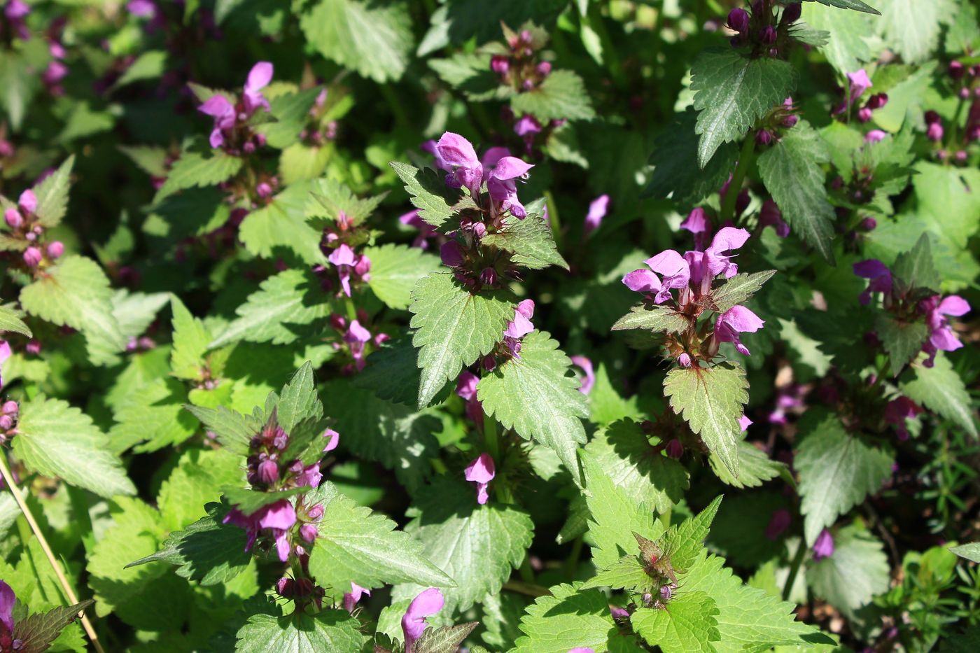 Image of Lamium maculatum specimen.
