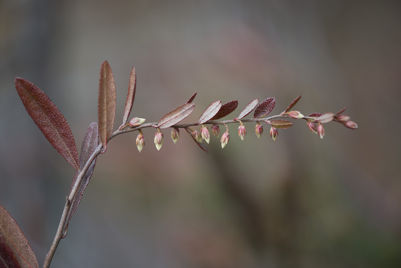 Изображение особи Chamaedaphne calyculata.