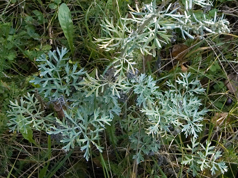 Image of Artemisia absinthium specimen.