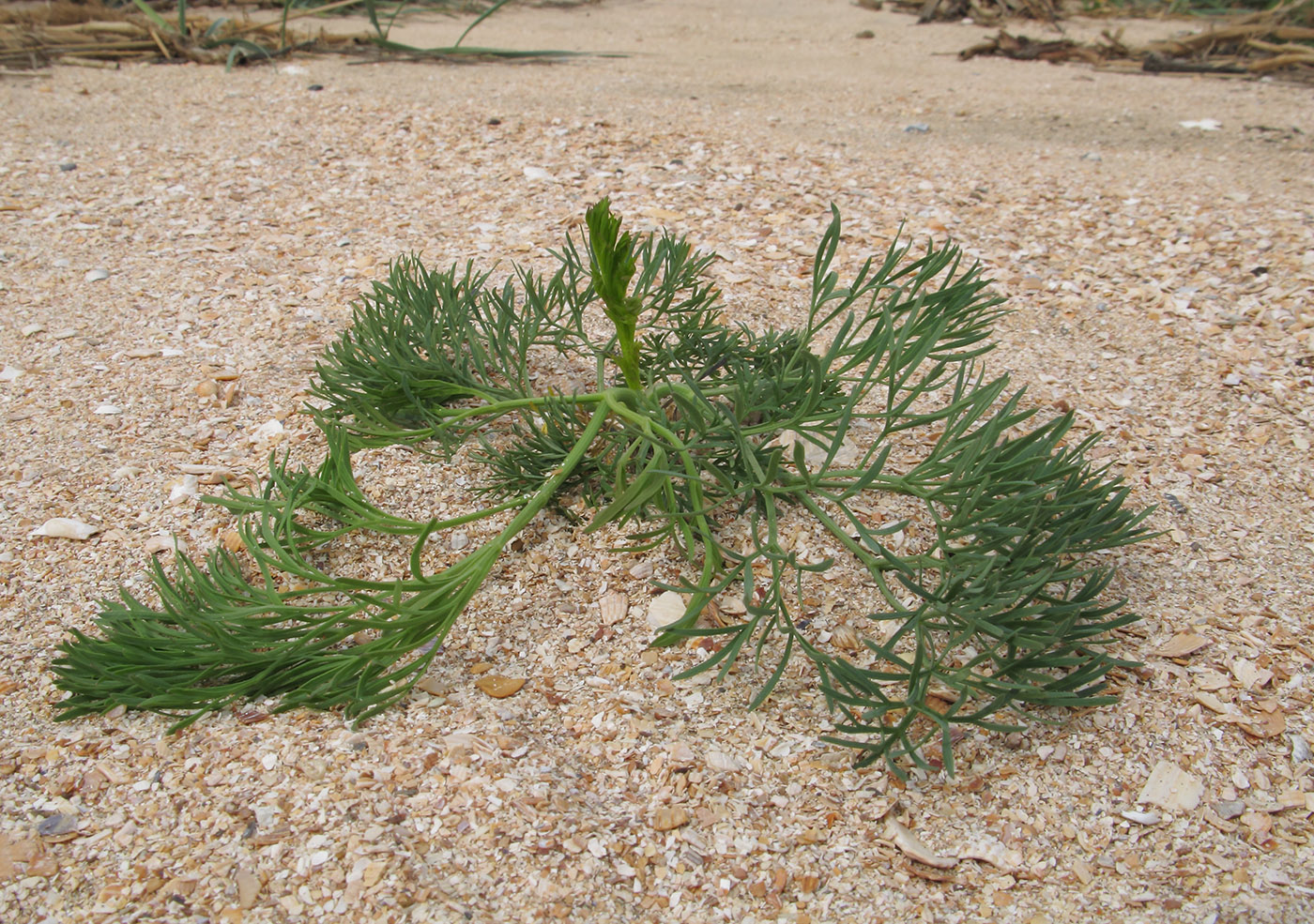 Image of genus Seseli specimen.