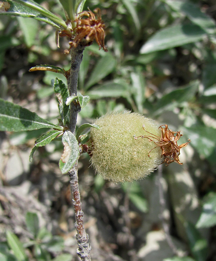 Изображение особи Amygdalus nana.