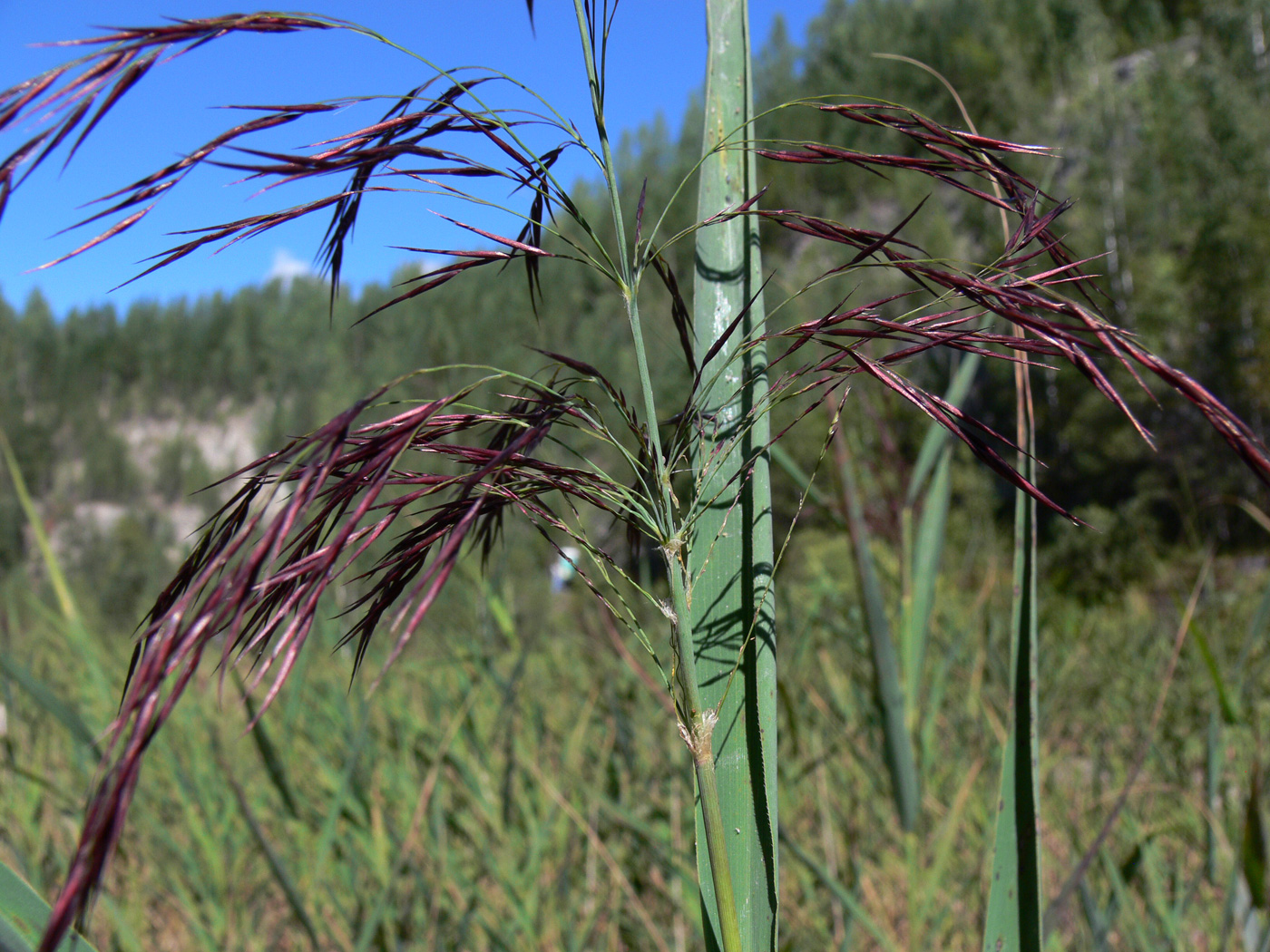 Изображение особи Phragmites australis.