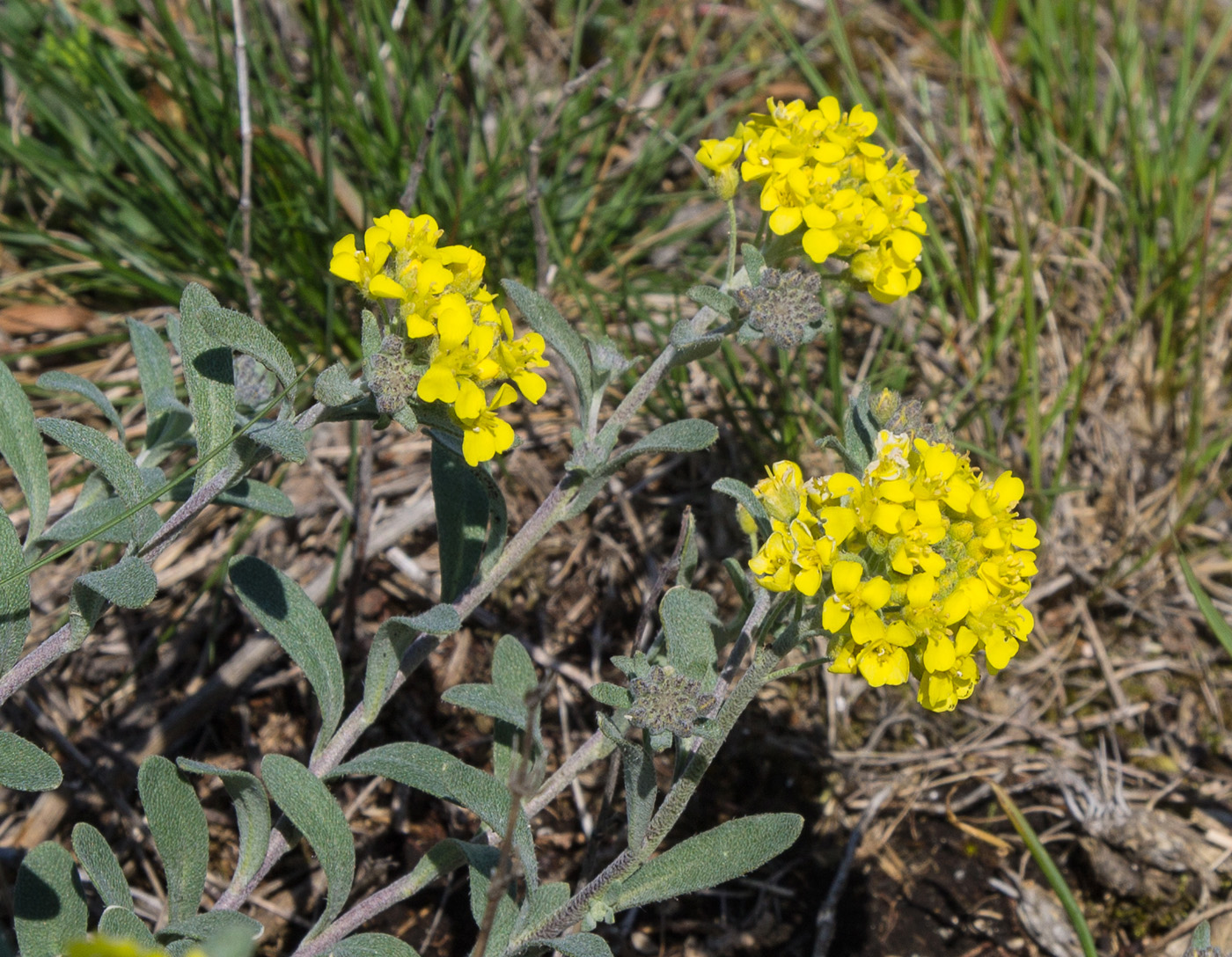 Изображение особи род Alyssum.