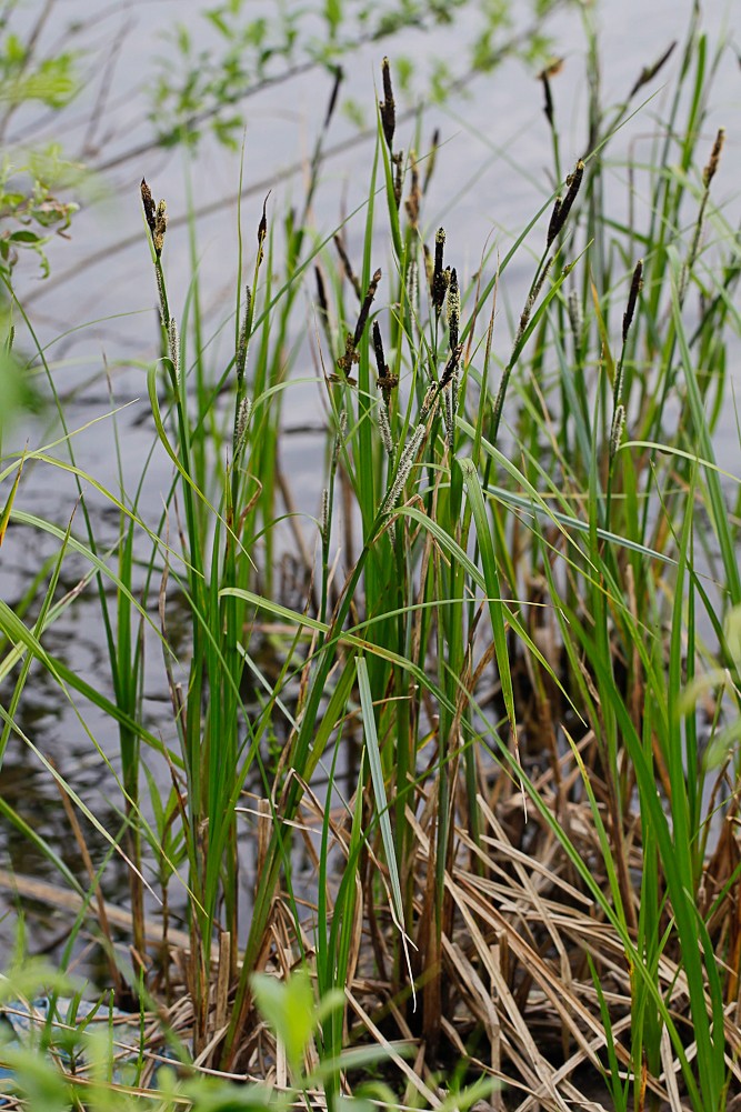 Image of Carex acuta specimen.