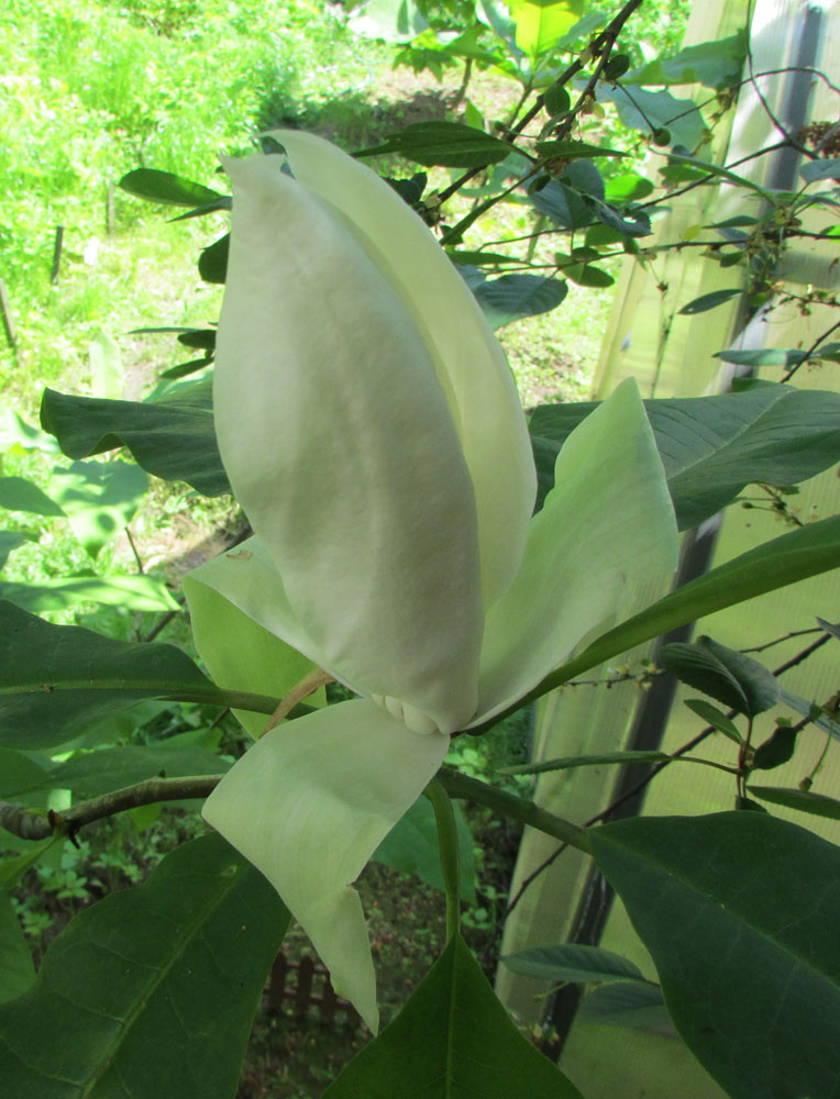 Image of Magnolia tripetala specimen.