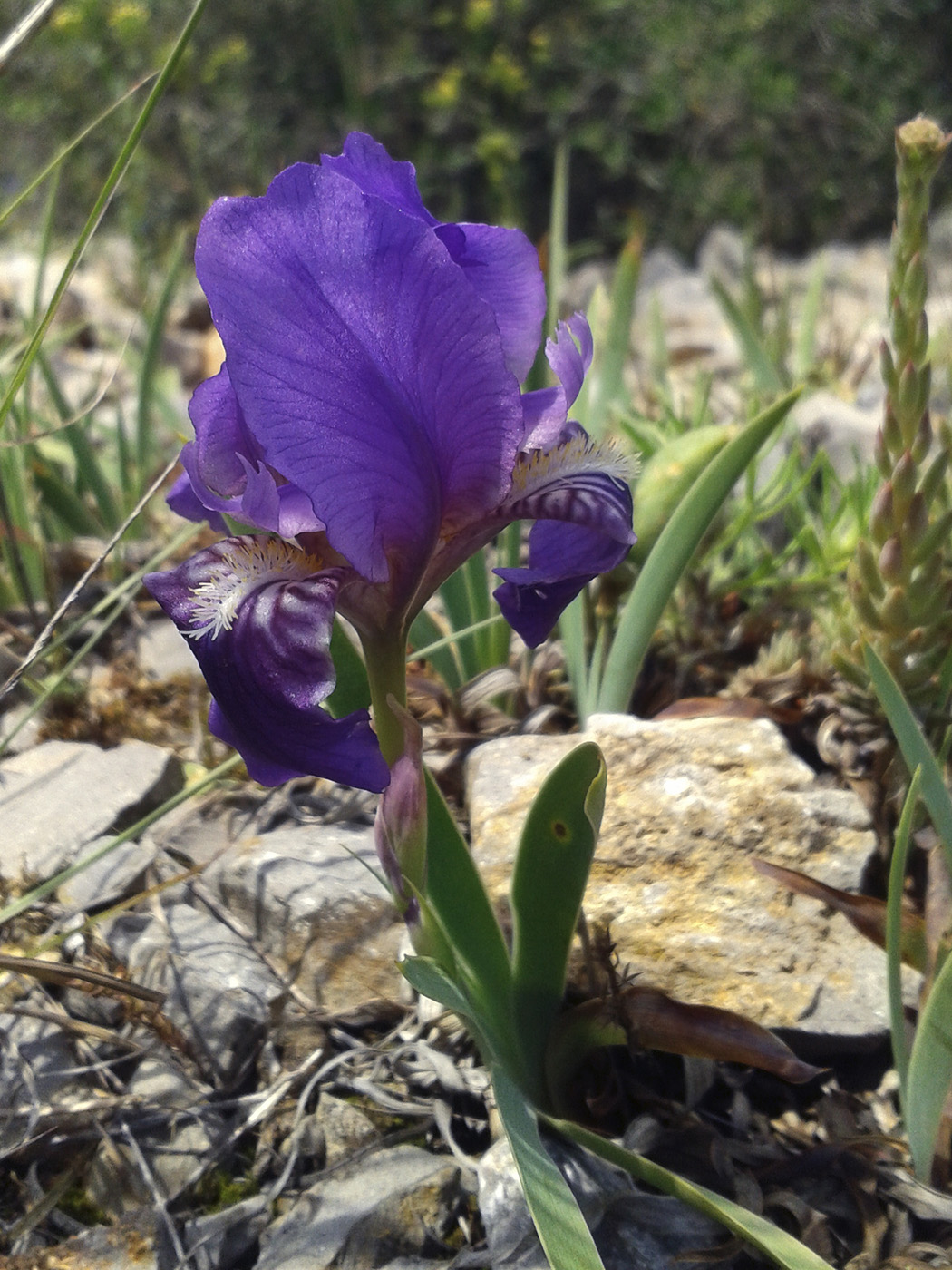 Изображение особи Iris lutescens.