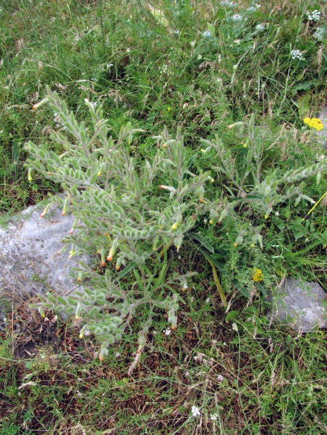 Image of Onosma dichroantha specimen.