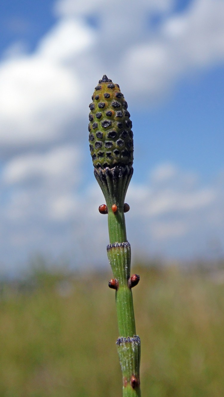 Изображение особи Equisetum ramosissimum.