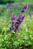 Salvia verticillata. Верхушка побега с соцветием. Башкирия, Белорецкий р-н, окр. с. Кага, луговой склон. 16.07.2008.